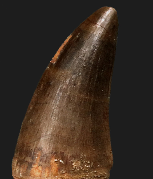ローングサイズ！白亜紀後期の海の王者、モササウルス（Mosasaurus）の立派な歯化石（その2）