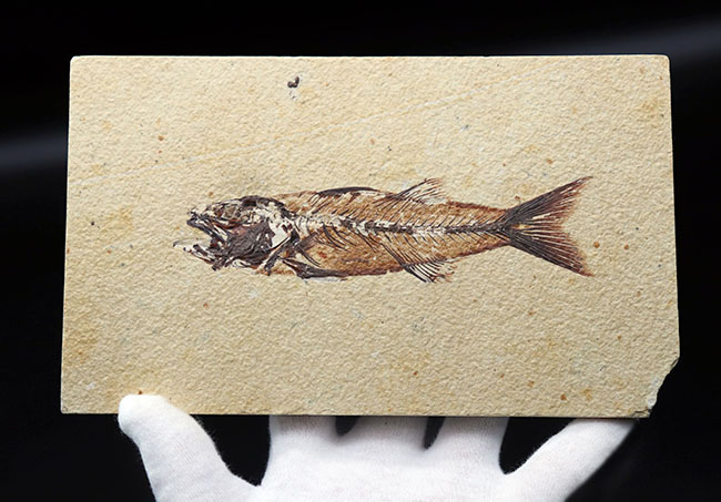 上顎に鋭く尖った歯を持った古代魚、ミオプロススの化石。本体１５センチに迫る立派な個体（その3）