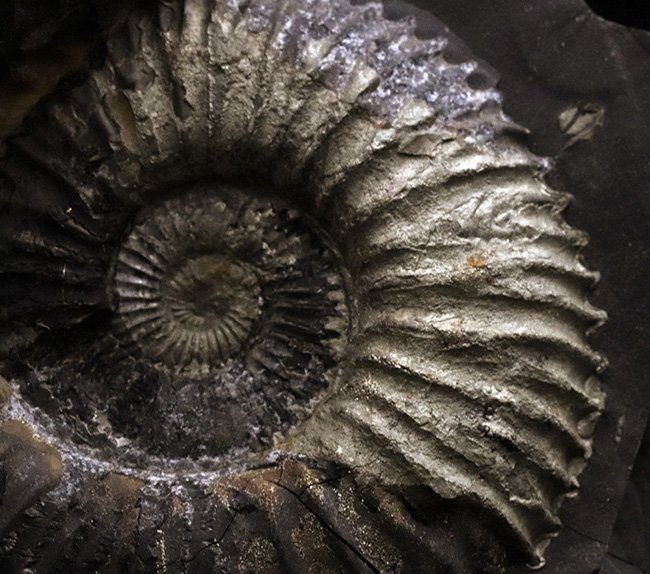 ネガポジ両方揃ったノジュール標本、シャリグラムと呼ばれる、珍しいネパール産の黄鉄鉱化アンモナイト（Ammonite）（その5）