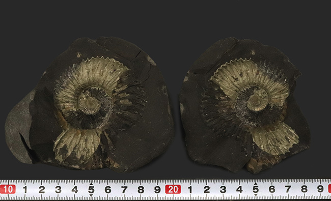 ネガポジ両方揃ったノジュール標本、シャリグラムと呼ばれる、珍しいネパール産の黄鉄鉱化アンモナイト（Ammonite）（その7）
