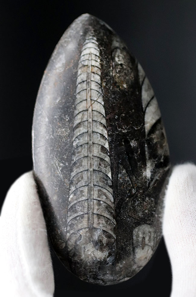 最古の頭足類の一つ、直角貝ことオルソセラス（Orthoceras）の化石（その2）