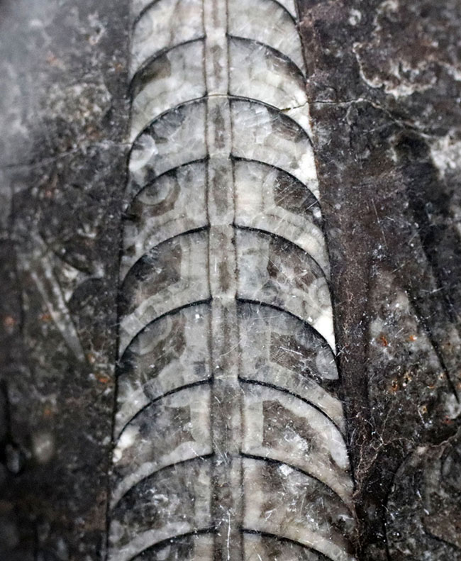 最古の頭足類の一つ、直角貝ことオルソセラス（Orthoceras）の化石（その3）
