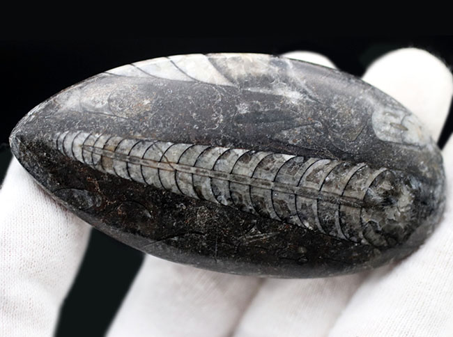 最古の頭足類の一つ、直角貝ことオルソセラス（Orthoceras）の化石（その4）
