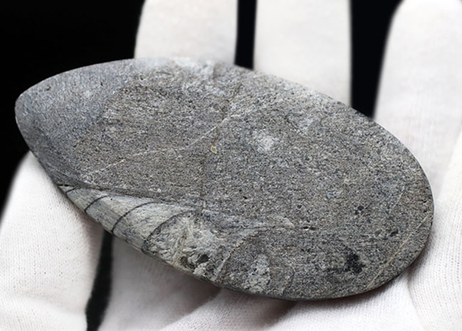 最古の頭足類の一つ、直角貝ことオルソセラス（Orthoceras）の化石（その6）