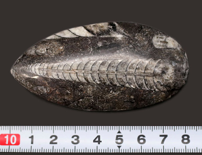最古の頭足類の一つ、直角貝ことオルソセラス（Orthoceras）の化石（その7）