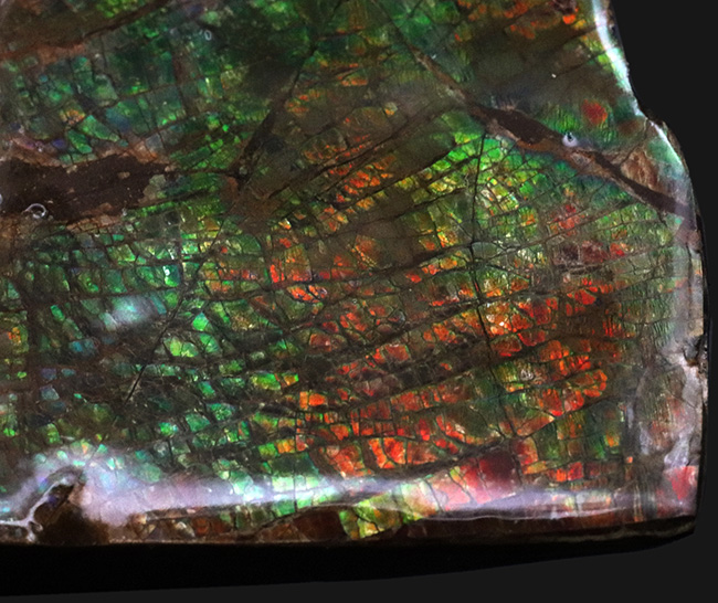 グリーンの鱗状の模様を持つ、美しき宝石、アンモライト（Ammolite）のピース（その4）