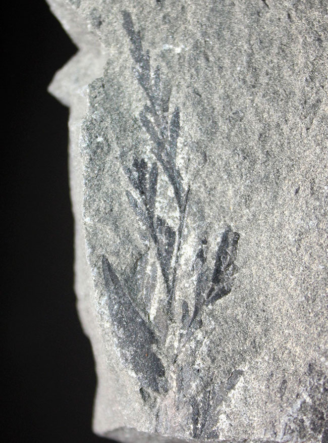 マニアックな化石ファンに送る、国産の中生代白亜紀のシダ植物の化石。徳島県勝浦郡産（その2）