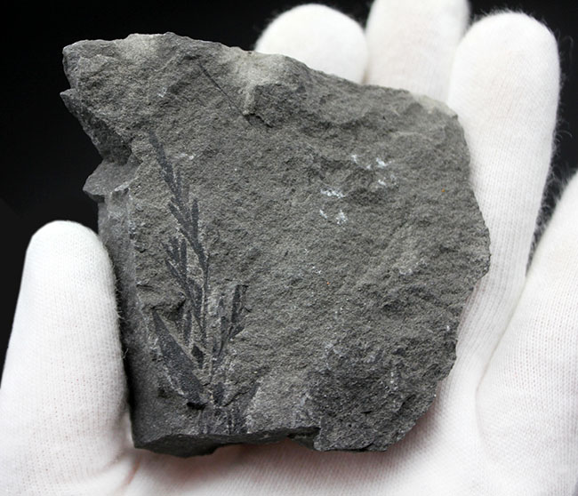 マニアックな化石ファンに送る、国産の中生代白亜紀のシダ植物の化石。徳島県勝浦郡産（その3）