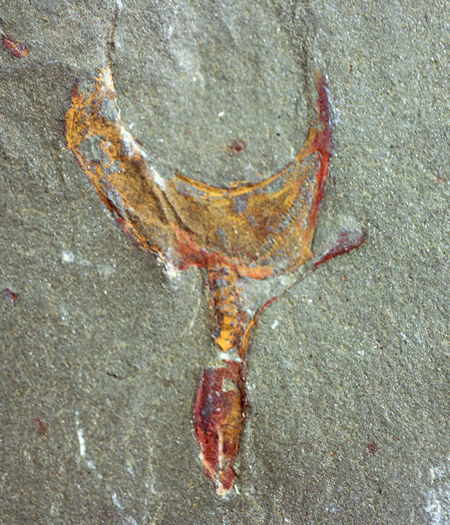 古生代オルドビス紀の奇奇怪怪な棘皮動物、コトゥルノシスティス（Cothurnocystis sp.）（その1）