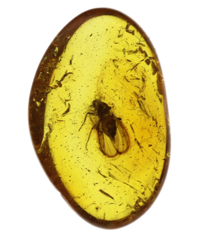 レア！およそ４０００万年前のセダカオドリバエ科の虫を内包したバルト海産の琥珀（Amber）。星状毛あり！（その2）