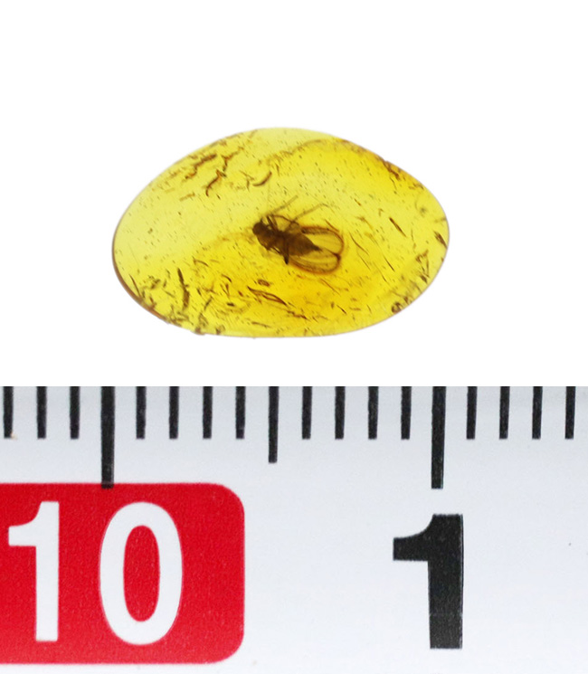 レア！およそ４０００万年前のセダカオドリバエ科の虫を内包したバルト海産の琥珀（Amber）。星状毛あり！（その8）
