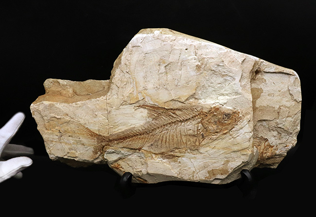 レア、半世紀（５０年）以上前のオールドコレクション標本！長崎県壱岐産のコイ科の古代魚、カルター（Culter sp.）の全身化石。ビッグサイズ！（その2）