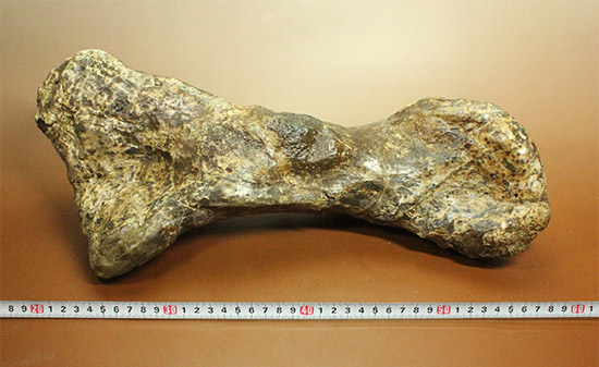 これぞモンスター！これが足の指の骨だと信じられますか？ランベオサウルスの中足骨の化石/中生代白亜紀（1億3500万 -- 6500万年前）【di963】