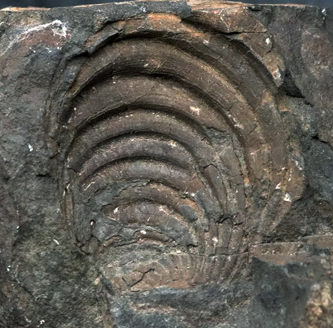 明瞭な成長線にご注目！国産マニアックシリーズ！４４年前に発見された絶滅二枚貝、イノセラムス（Inoceramus）の化石（その2）