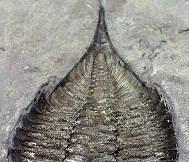 マルチプレートは希少！米国ニューヨーク州産三葉虫ダルマニテス（Dalmanites limulurus）、４体。（その14）