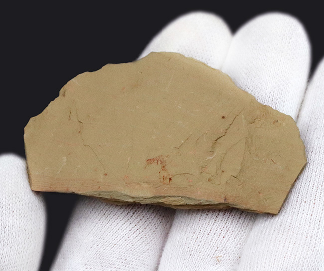 希少なチェンジャン動物群の一つ、生物史の最初期のハンターの一つ、アノマロカリス（Anomalocaris）の触手の部分化石（その2）