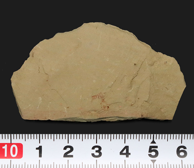 希少なチェンジャン動物群の一つ、生物史の最初期のハンターの一つ、アノマロカリス（Anomalocaris）の触手の部分化石（その6）
