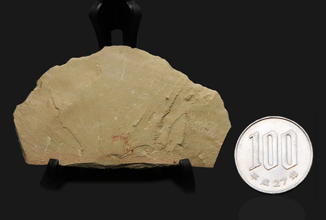 希少なチェンジャン動物群の一つ、生物史の最初期のハンターの一つ、アノマロカリス（Anomalocaris）の触手の部分化石（その7）