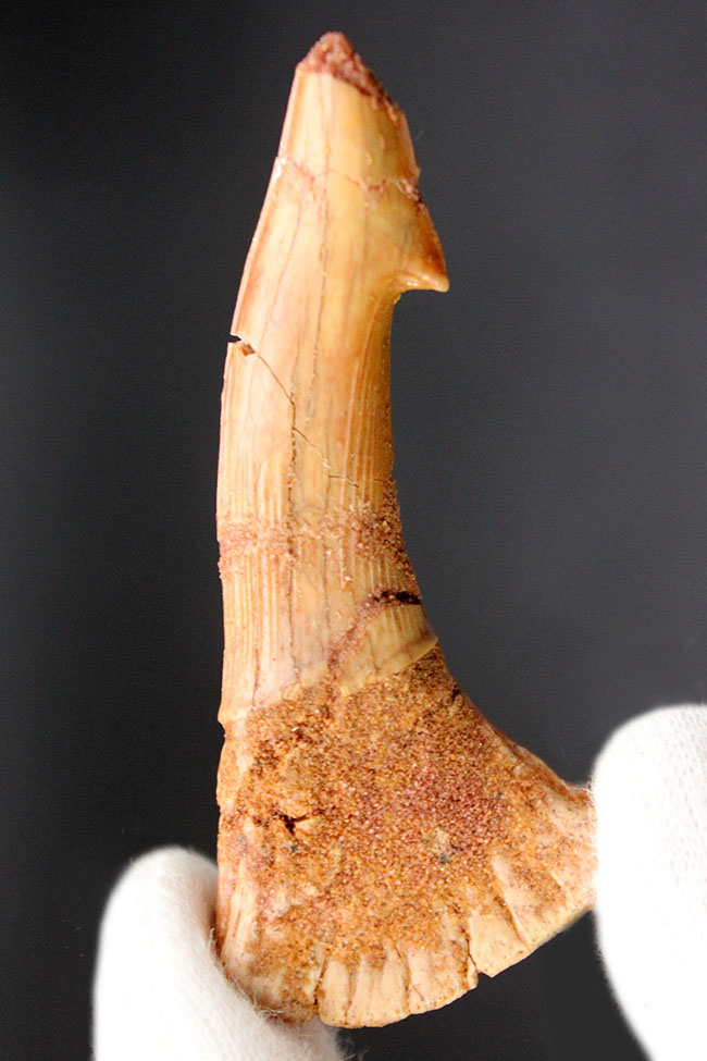 チェーンソーを口の先に持っていた珍妙な生物ノコギリエイは白亜紀にもいた。オンコプリステス（Onchopristis）の歯化石（その2）