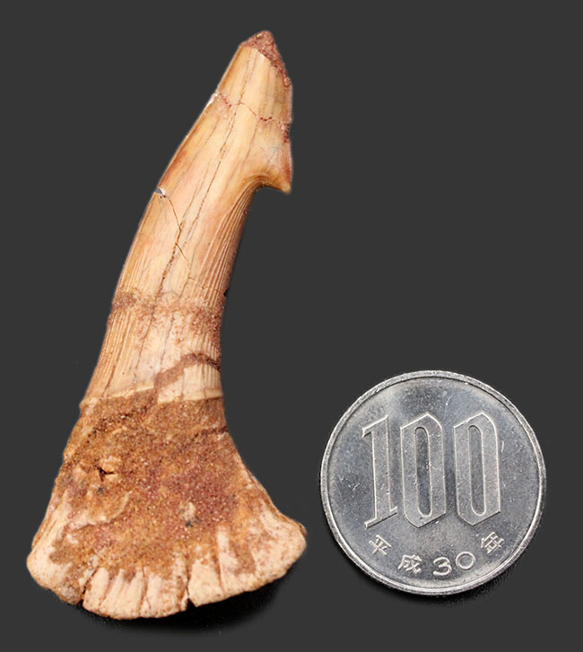 チェーンソーを口の先に持っていた珍妙な生物ノコギリエイは白亜紀にもいた。オンコプリステス（Onchopristis）の歯化石（その6）