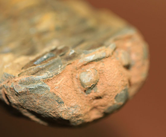 オルドビス紀の示準化石。ノジュール標本！モロッコ産三葉虫ディアカリメネ（その8）