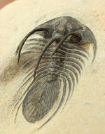 大きく伸びた５本のトゲが特徴的、他のどの種とも似ていない特異なフォルムで知られるコリハペルティス（Kolihapeltis sp.）