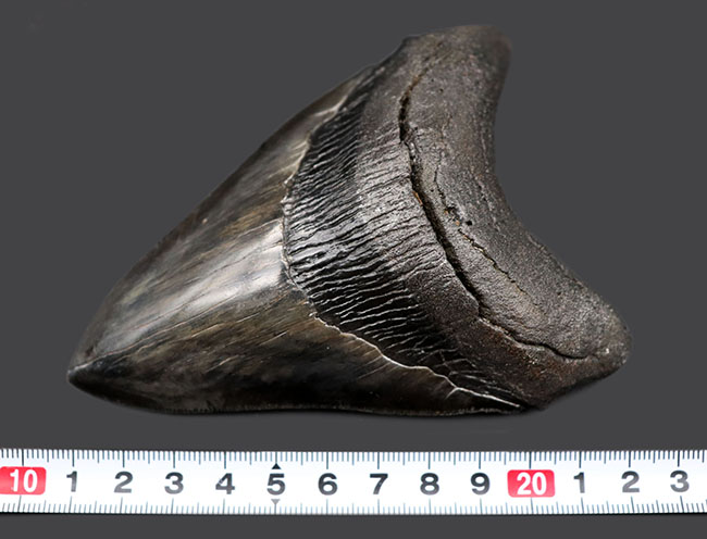 長辺に沿って１２６ミリ！保存状態良好で美しく、均整の取れたメガロドン（Carcharodon megalodon）の歯化石（その10）