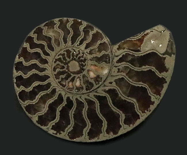 フランス・アヴェロン産、ジュラ紀前期の黄鉄鉱化アンモナイト（Annmonite）のスライス標本（その1）