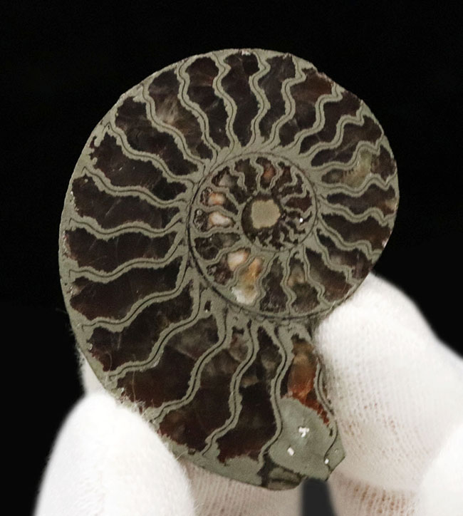 フランス・アヴェロン産、ジュラ紀前期の黄鉄鉱化アンモナイト（Annmonite）のスライス標本（その2）