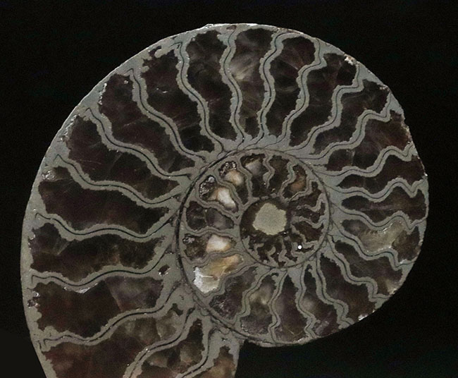 フランス・アヴェロン産、ジュラ紀前期の黄鉄鉱化アンモナイト（Annmonite）のスライス標本（その3）
