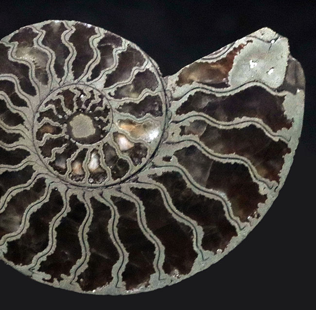 フランス・アヴェロン産、ジュラ紀前期の黄鉄鉱化アンモナイト（Annmonite）のスライス標本（その5）