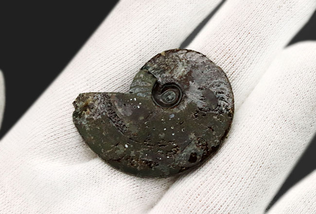 フランス・アヴェロン産、ジュラ紀前期の黄鉄鉱化アンモナイト（Annmonite）のスライス標本（その6）