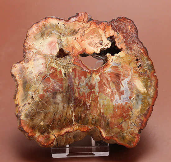 針葉樹の仲間、生きた化石と呼ばれるアラウカリアと思しき樹木の珪化木（ケイカボク）（その1）