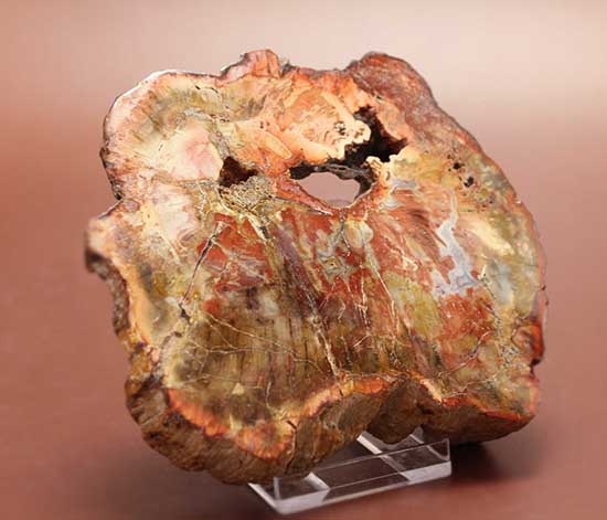 針葉樹の仲間、生きた化石と呼ばれるアラウカリアと思しき樹木の珪化木（ケイカボク）（その10）