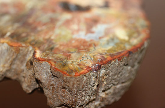 針葉樹の仲間、生きた化石と呼ばれるアラウカリアと思しき樹木の珪化木（ケイカボク）（その12）