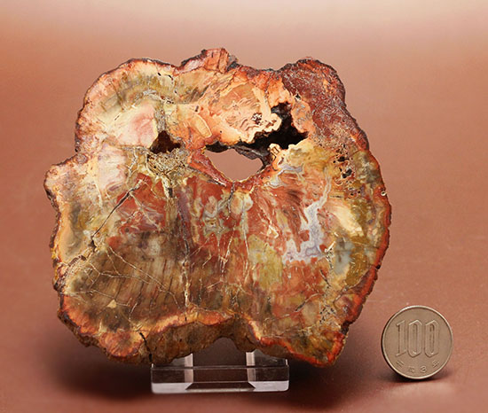 針葉樹の仲間、生きた化石と呼ばれるアラウカリアと思しき樹木の珪化木（ケイカボク）（その14）