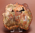 針葉樹の仲間、生きた化石と呼ばれるアラウカリアと思しき樹木の珪化木（ケイカボク）