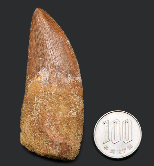 いかにも典型的、ステーキナイフのようない、ビッグサイズのカルカロドントサウルス（Carcharodontosaurus）の歯化石（その12）