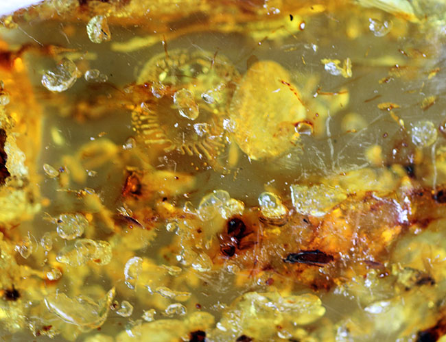 透明度が高く新鮮な黄色を呈するバルト海産フラワーアンバー（その5）