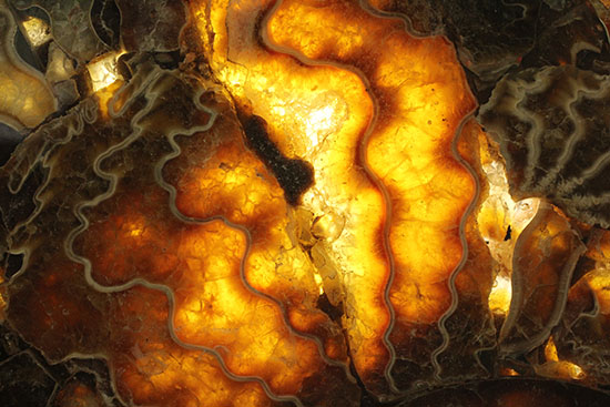 調度品として愉しむ１億２千万年前のアンモナイトを使った化石インテリア（高級台座付き）光の演出あり。（その11）