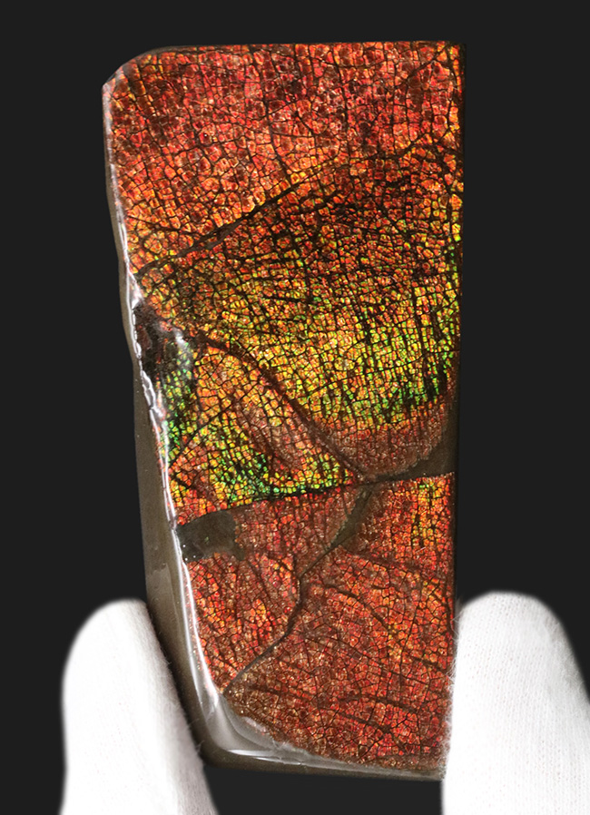 極上の輝き！これぞレッドドラゴンスキン！カナダ産のアンモ”ラ”イト（Ammolite）のピース（その1）
