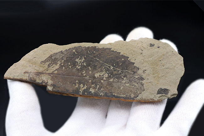 国産マニアックシリーズ！特徴的なギザギザの縁部を持つ、木の葉化石（その4）