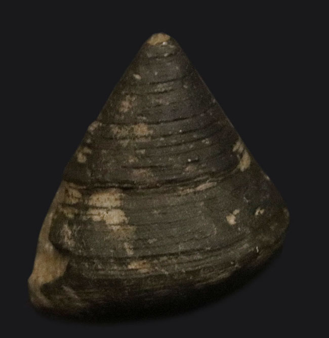 古代のウミウシの仲間、この殻を背負ってゆっくりと移動したことでしょう、腹足類、ゼノフォラ（Xenophora）の殻の化石（その1）