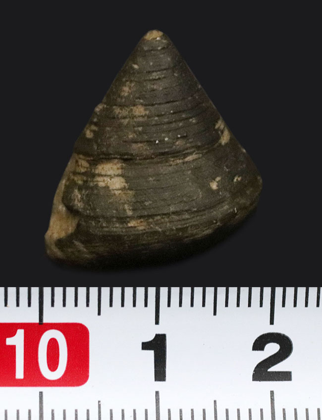 古代のウミウシの仲間、この殻を背負ってゆっくりと移動したことでしょう、腹足類、ゼノフォラ（Xenophora）の殻の化石（その6）