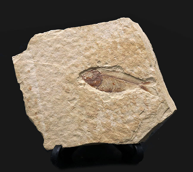 骨１本１本がくっきりと保存された、状態の良いゴシウテクティス（Gosiutichtys）の化石（その1）