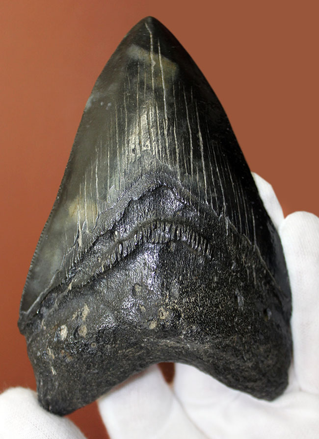 サイズ、状態、フォルム、三拍子そろった上質のメガロドン（Carcharodon megalodon）の歯化石（その1）