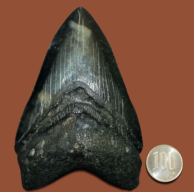 サイズ、状態、フォルム、三拍子そろった上質のメガロドン（Carcharodon megalodon）の歯化石（その12）