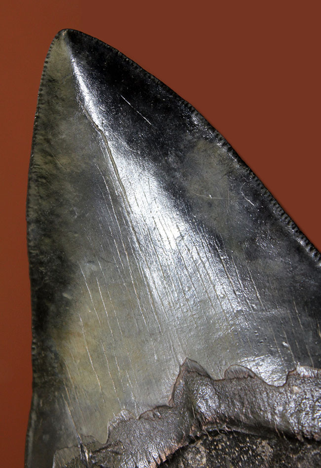 サイズ、状態、フォルム、三拍子そろった上質のメガロドン（Carcharodon megalodon）の歯化石（その3）