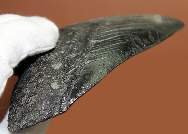 サイズ、状態、フォルム、三拍子そろった上質のメガロドン（Carcharodon megalodon）の歯化石（その4）