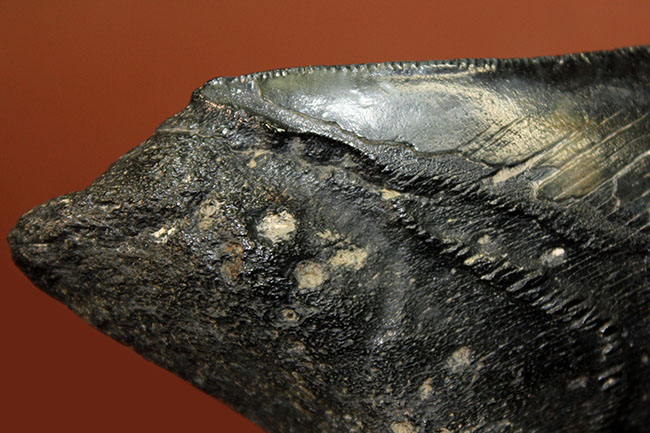 サイズ、状態、フォルム、三拍子そろった上質のメガロドン（Carcharodon megalodon）の歯化石（その5）